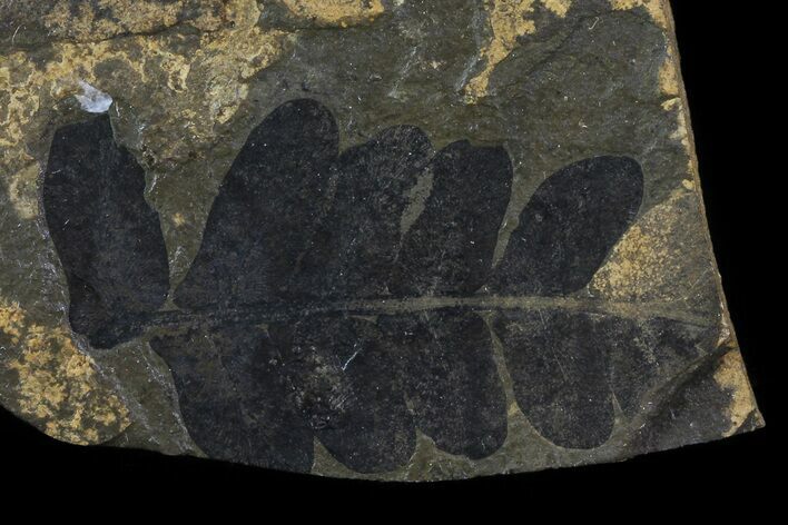 Pennsylvanian Fern (Neuropteris) Fossil - Kinney Quarry, NM #80512